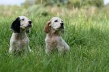 SETTER ANGLAIS 248